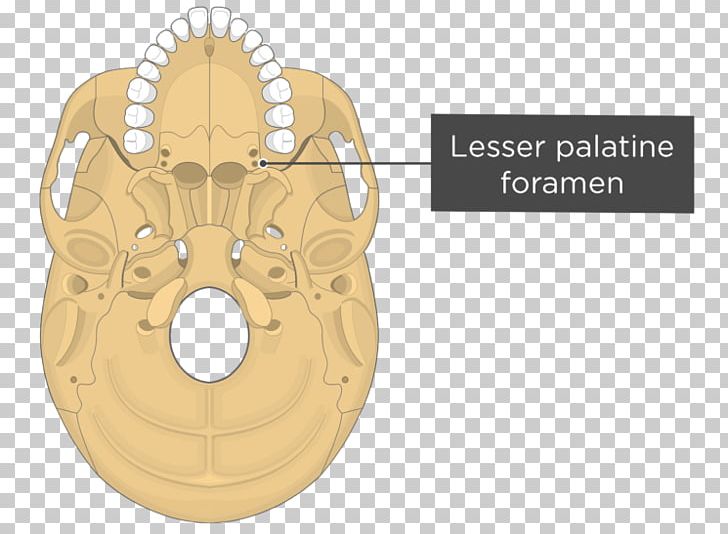Pterygoid Processes Of The Sphenoid Pterygoid Hamulus Medial Pterygoid Muscle Lateral Pterygoid Muscle Sphenoid Bone PNG, Clipart, Anatomy, Bone, Fantasy, Greater Wing Of Sphenoid Bone, Inferior Rectus Muscle Free PNG Download
