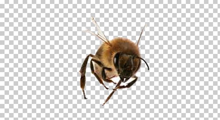 Stinger Italian Bee Bombus Hortorum Pterygota Apidae PNG, Clipart, Apidae, Arthropod, Bee, Beehive, Beekeeping Free PNG Download