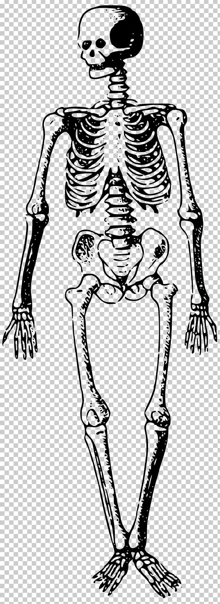 Bone Skeleton PNG, Clipart, Arm, Black And White, Bone, Bones, Dead Free PNG Download