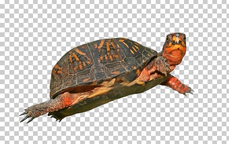 Box Turtle PNG, Clipart, Animals, Box Turtle, Coahuilan Box Turtle, Common Snapping Turtle, Download Free PNG Download