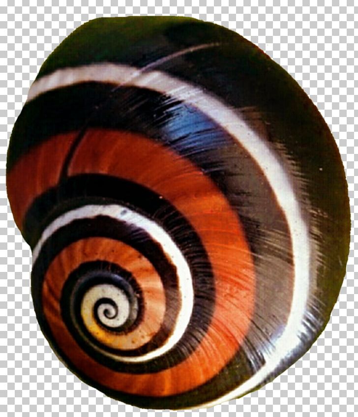Snail Gastropods Invertebrate Spiral Slug PNG, Clipart, Animals, Facebook, Gastropods, Invertebrate, Molluscs Free PNG Download