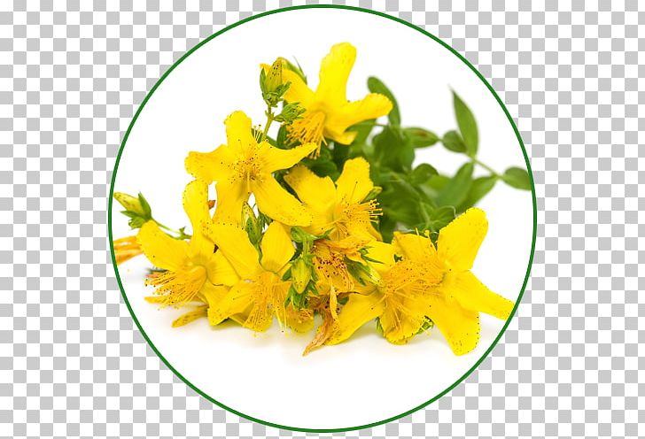 Perforate St John's-wort Herb Extract Dietary Supplement Stock Photography PNG, Clipart, Can Stock Photo, Cut Flowers, Depression, Dietary Supplement, Extract Free PNG Download