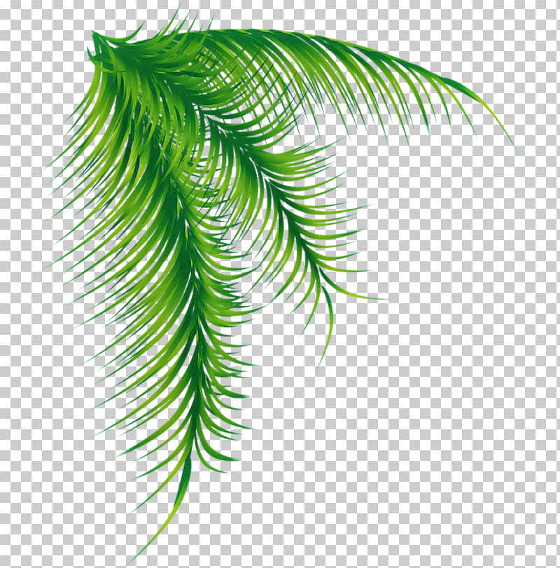 Palm Tree PNG, Clipart, Arecales, Branch, Elaeis, Fern, Fir Free PNG Download