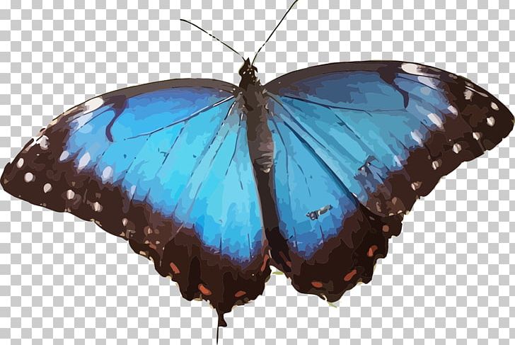 Butterfly Morpho Peleides Morpho Menelaus Morpho Helenor Wing PNG, Clipart, Birdwing, Brush Footed Butterfly, Butterflies And Moths, Butterfly, Color Free PNG Download