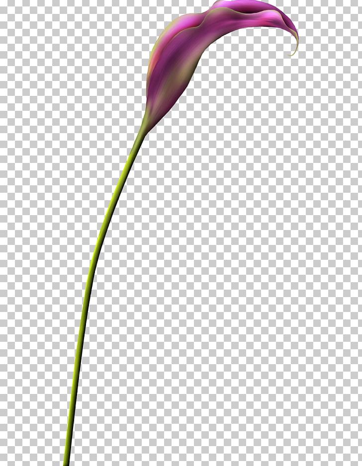 English Lavender Petal Flower Plant Stem PNG, Clipart, Calla, Chai, Closeup, English Lavender, Flora Free PNG Download