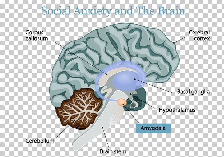 Human Brain Autism Autistic Spectrum Disorders Amygdala PNG, Clipart, Amygdala, Autism, Autistic Spectrum Disorders, Human Brain Free PNG Download