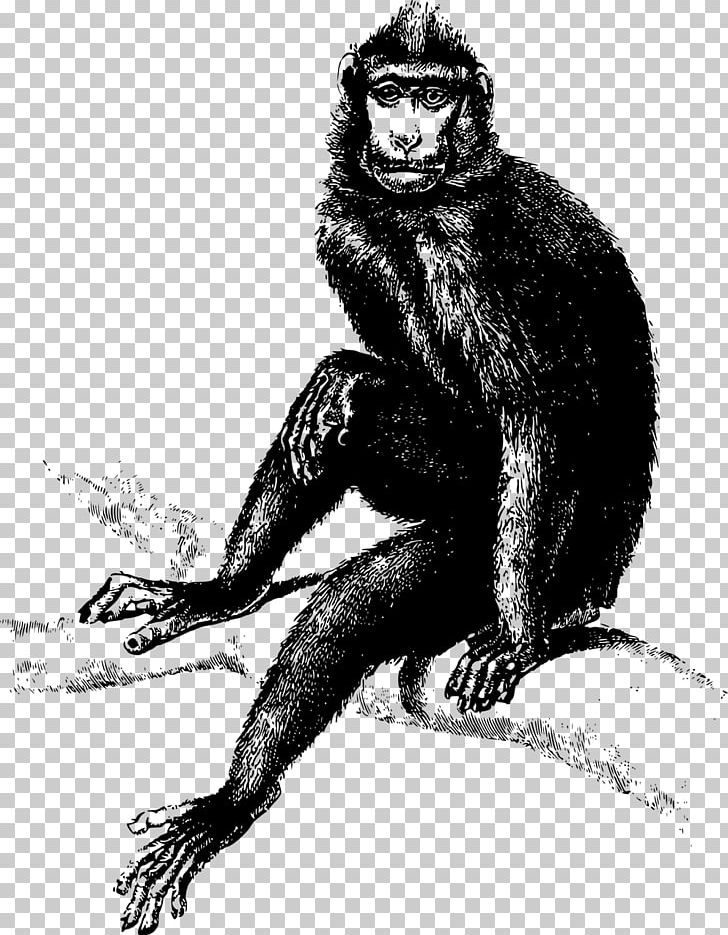 Monkey Ape Common Chimpanzee PNG, Clipart, Animals, Ape, Art, Black And White, Carnivoran Free PNG Download