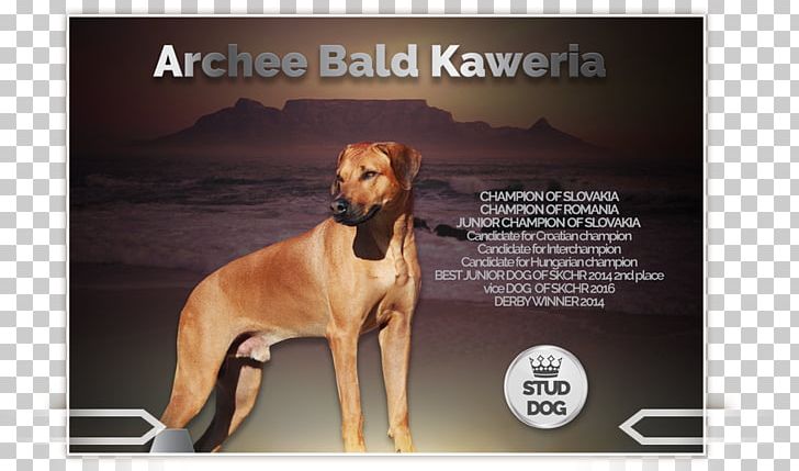 Dog Breed Rhodesian Ridgeback Italian Greyhound PNG, Clipart, Advertising, Breed, Carnivoran, Crossbreed, Dog Free PNG Download