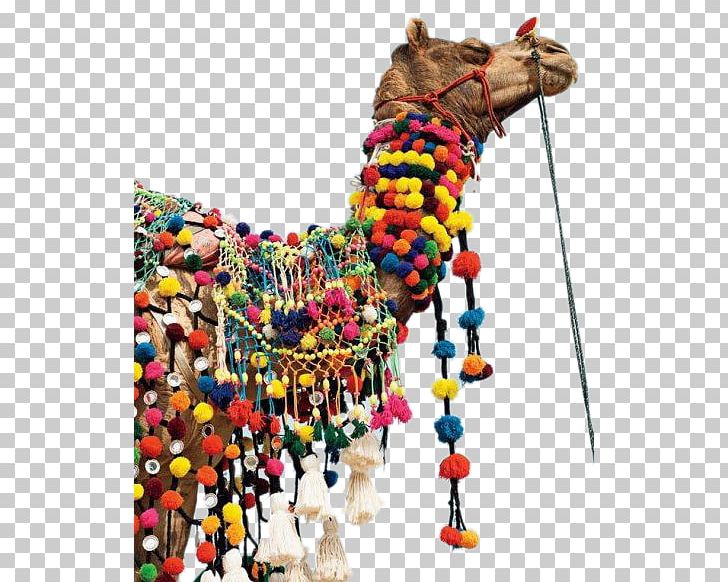 Dromedary Bactrian Camel Pushkar Fair SUJxc1N Rajmahal Palace Rajasthan PNG, Clipart, Animal, Animals, Camel, Camel Cartoon, Camel Like Mammal Free PNG Download