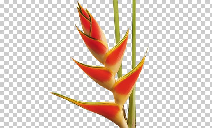 Cut Flowers Heliconia Bihai Tropical Garden Plant PNG, Clipart, Banana, Cut Flowers, Feather, Flower, Flower Bouquet Free PNG Download
