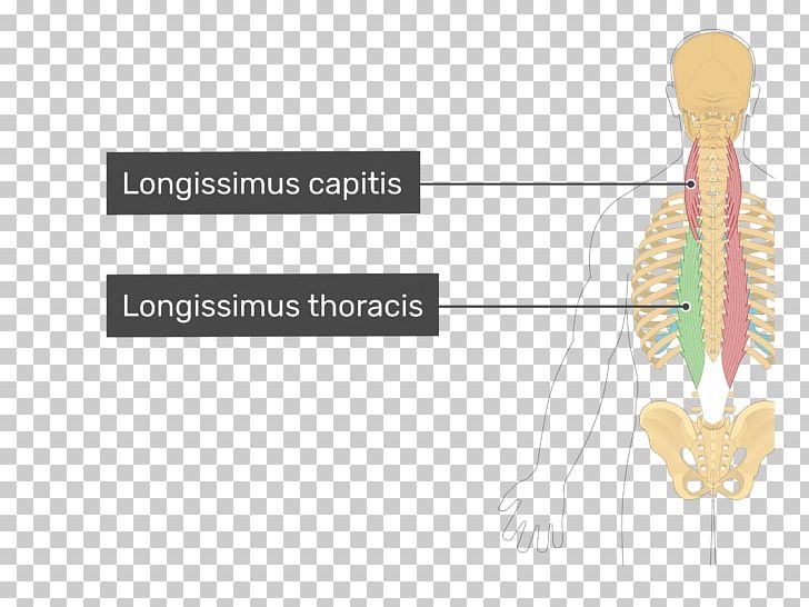 Longissimus Thoracis Muscle Transversus Thoracis Muscle Splenius Capitis Muscle PNG, Clipart, Diagram, Human, Human Back, Iliocostalis, Jaw Free PNG Download