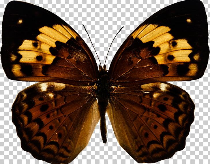 Butterfly Photography Insect PNG, Clipart, Arthropod, Brush Footed Butterfly, Butterflies And Moths, Butterfly, Colias Free PNG Download