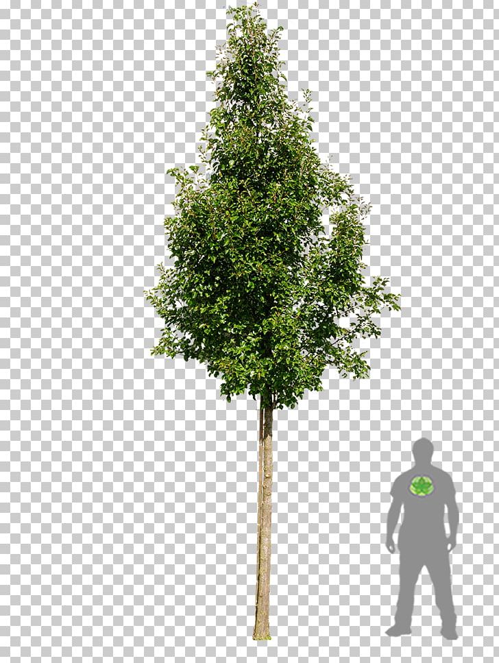 Callery Pear Tree Stock Photography Pyrus Pyraster PNG, Clipart, Birch, Black Locust, Bonsai, Branch, Callery Pear Free PNG Download