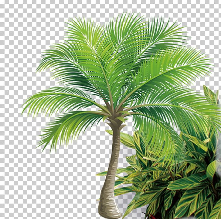 Coconut Tree Icon PNG, Clipart, Arecaceae, Arecales, Attalea Speciosa, Borassus Flabellifer, Coconut Free PNG Download