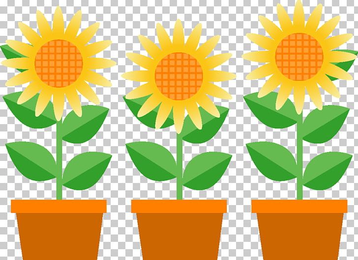 Common Sunflower Illustration 暑中 PNG, Clipart, Artwork, Calendula, Common Sunflower, Cut Flowers, Daisy Family Free PNG Download