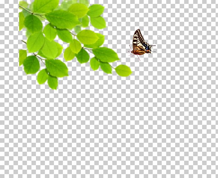 Green Desktop Blue PNG, Clipart, Arthropod, Blue, Butterfly, Color, Desktop Wallpaper Free PNG Download