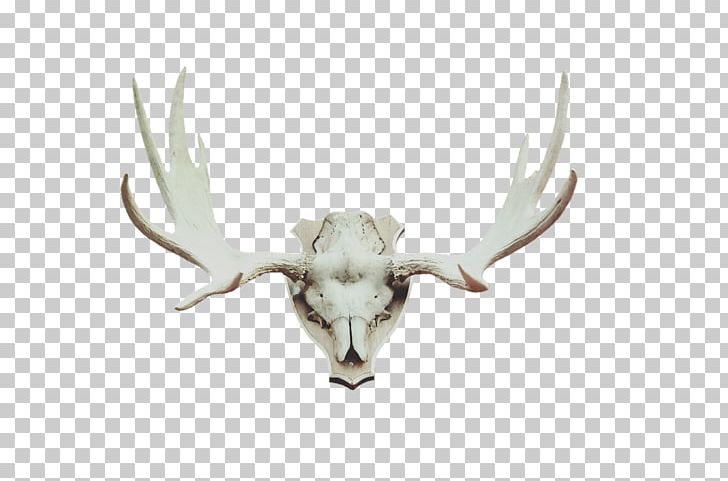 Red Deer Moose Antler Horn PNG, Clipart, Animals, Antler, Deer, Deer Hunting, Elk Free PNG Download