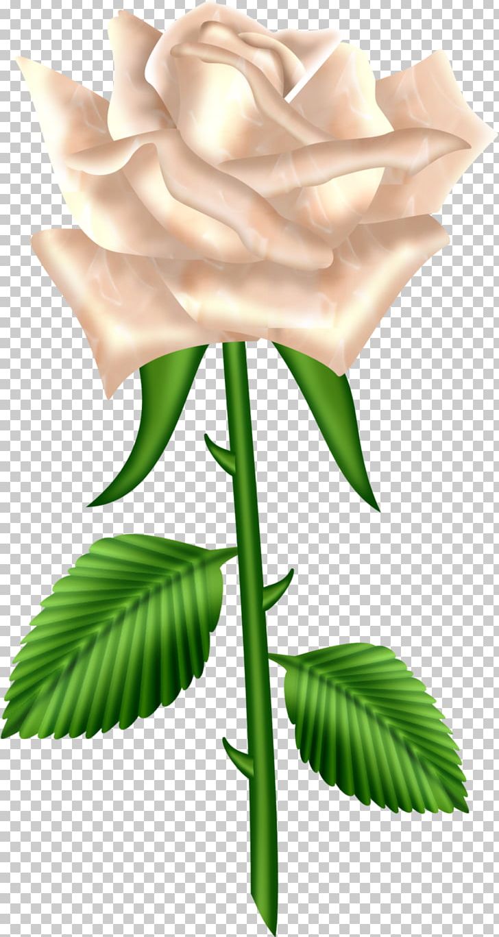 Rose PNG, Clipart, Bud, Color, Cut Flowers, Flora, Flower Free PNG Download