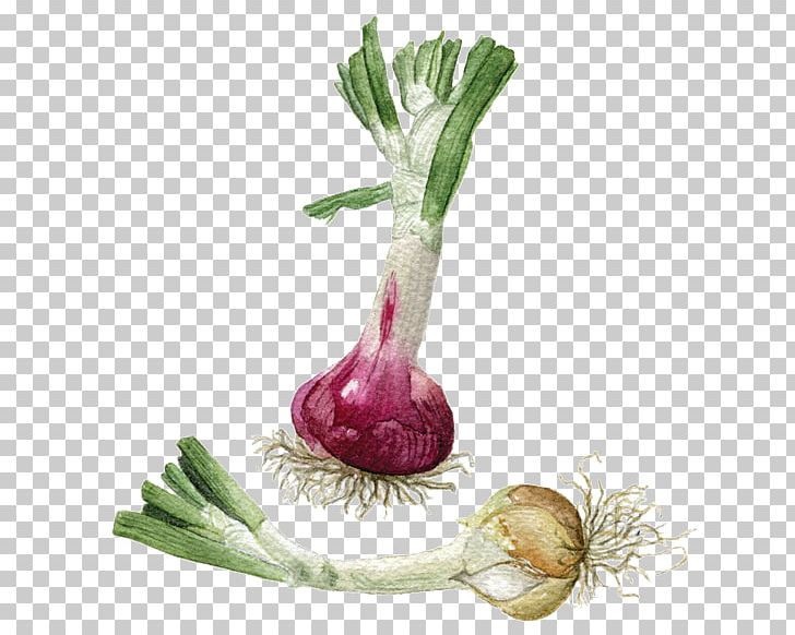 Turnip Radish Onion Beetroot PNG, Clipart, Beetroot, Food, Onion, Onions, Plant Free PNG Download