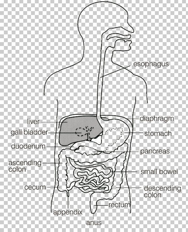 Gastrointestinal Tract Large Intestine Diagram Small Intestine Gastrointestinal Disease PNG, Clipart, Abdomen, Anatomy, Angle, Arm, Cartoon Free PNG Download