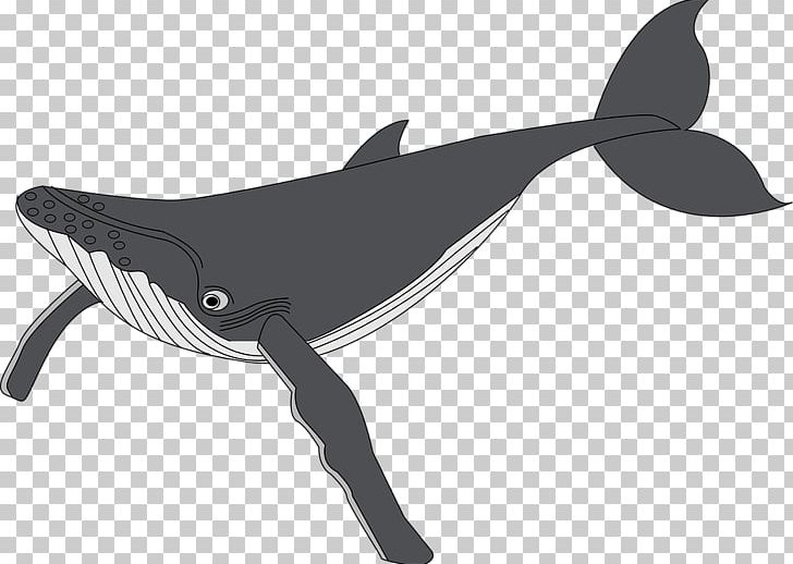 Humpback Whale PNG, Clipart, Animals, Black, Black And White, Blue Whale, Cute Animal Free PNG Download