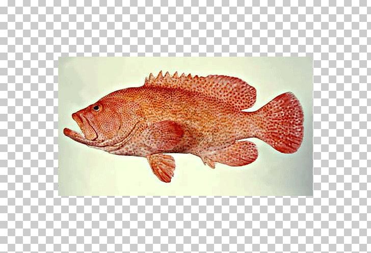 Northern Red Snapper Tilapia Perch Seafood Marine Biology PNG, Clipart, Animal Source Foods, Biology, Bony Fish, Fauna, Fish Free PNG Download