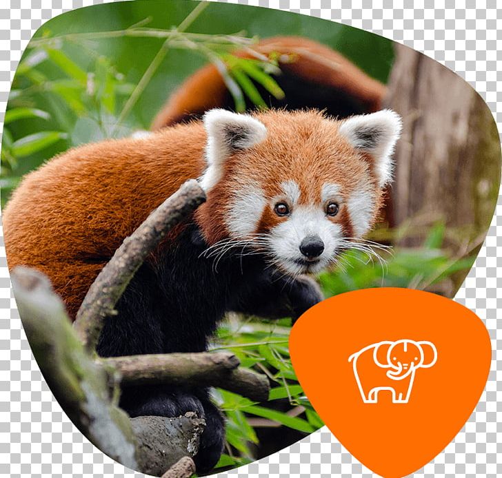 Red Panda Giant Panda Endangered Species Bird Planckendael PNG, Clipart, Animal, Animals, Bird, Bita E Os Animais, Conservation Free PNG Download