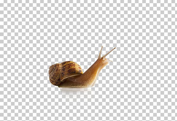 Snail Slug Seashell Gastropod Shell Stock Photography PNG, Clipart, Animals, Burgundy Snail, Cartoon Snail, Cornu Aspersum, Element Free PNG Download