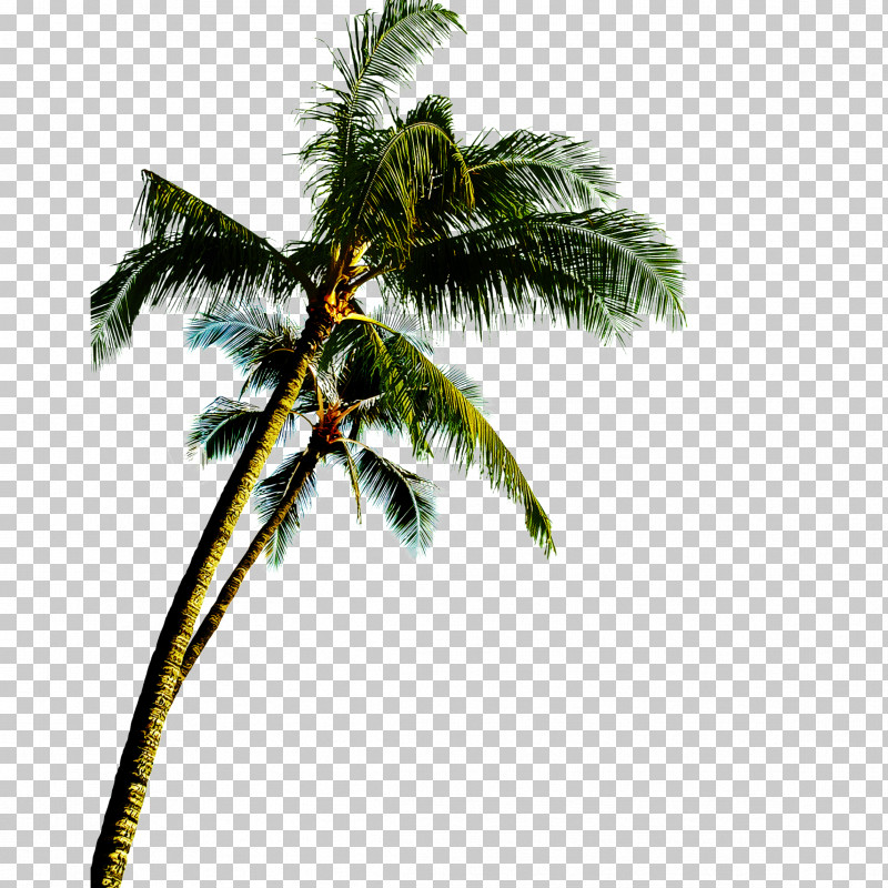 Palm Tree PNG, Clipart, Arecales, Attalea Speciosa, Borassus Flabellifer, Branch, Coconut Free PNG Download