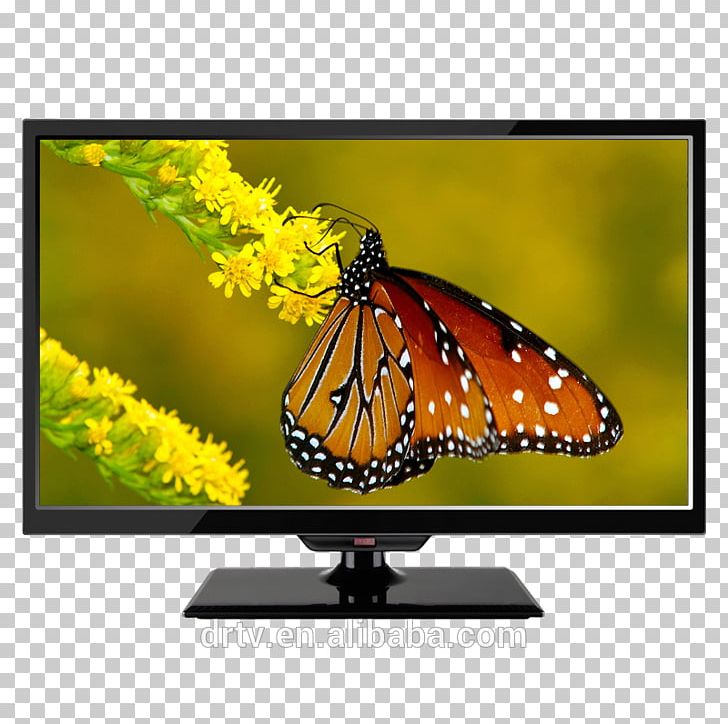 Desktop Butterfly High-definition Television 1080p Display Resolution PNG, Clipart, 1080p, Advanced Joinery East Limited, Brush Footed Butterfly, Butterfly, Computer Free PNG Download