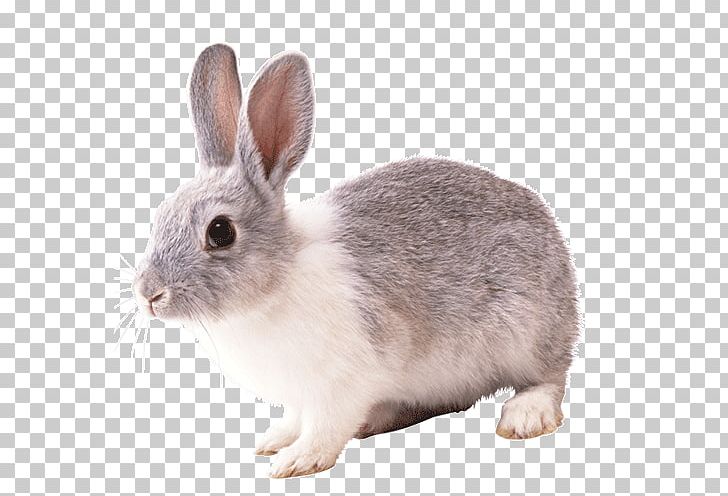 Domestic Rabbit Hare PNG, Clipart, Animals, Cottontail Rabbit, Domestic Rabbit, Download, Encapsulated Postscript Free PNG Download