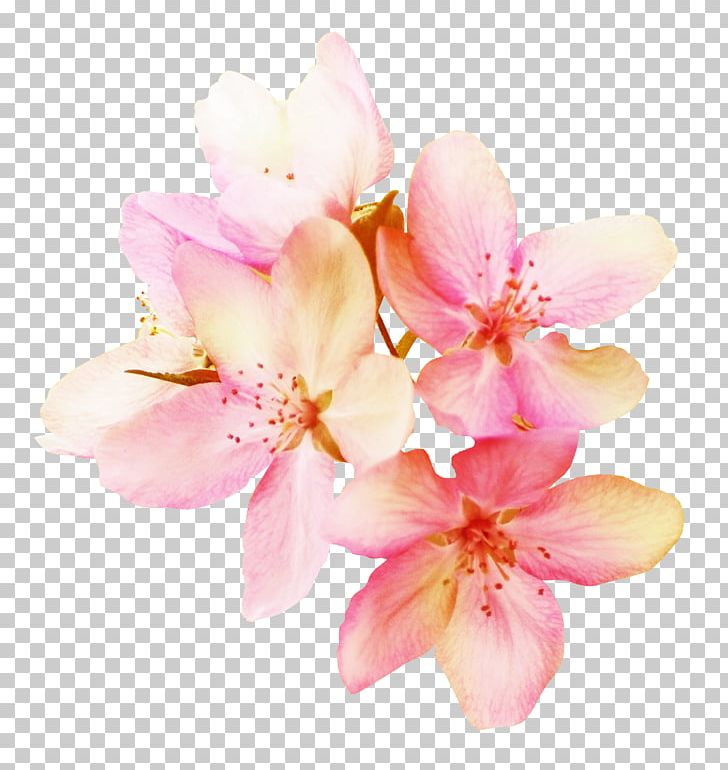 Flower Interior Design Services PNG, Clipart, Art, Blossom, Branch, Cherry Blossom, Cut Flowers Free PNG Download