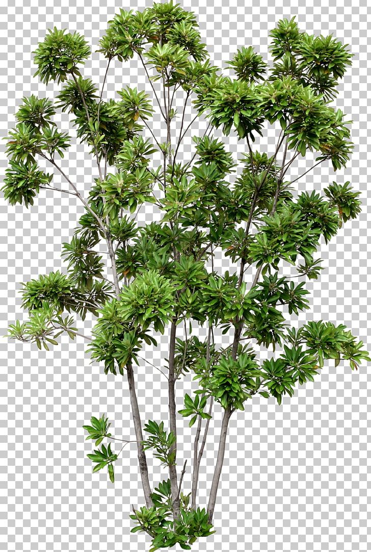Tree Building House Lithocarpus Edulis Design PNG, Clipart, Anthriscus, Architecture, Branch, Building, Condominium Free PNG Download
