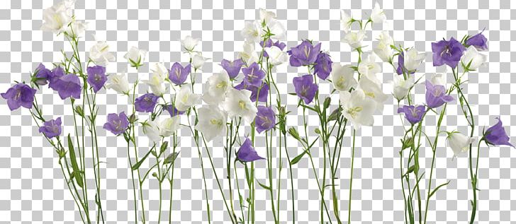 Borders And Frames Flower PNG, Clipart, Borders And Frames, Crocus, Desktop Wallpaper, Encapsulated Postscript, English Lavender Free PNG Download