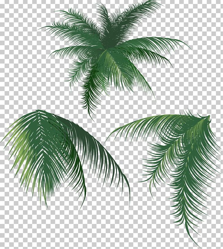 Coconut Leaf Arecaceae PNG, Clipart, Arecaceae, Arecales, Brush, Cdr, Coconut Free PNG Download