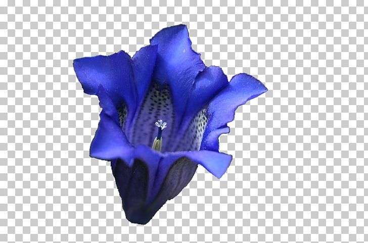 Lavender Blue Violet Lilac Purple PNG, Clipart, Blue, Cobalt, Cobalt Blue, Cut Flowers, Electric Blue Free PNG Download