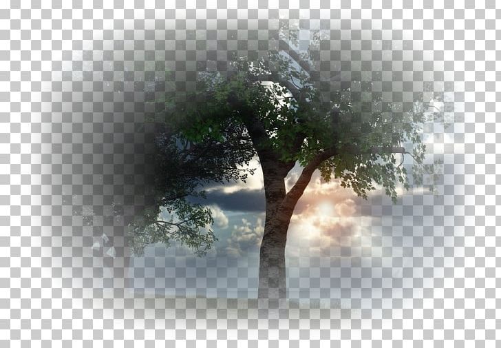 Tree Desktop Landscape Sunlight PNG, Clipart, Agac, Agac Resimleri, Automne 2017, Autumn, Blog Free PNG Download