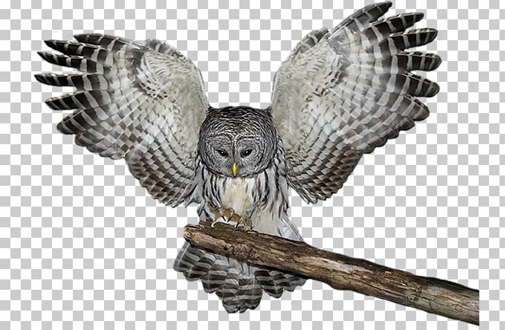 Others Fauna Falcon PNG, Clipart, Alpha Compositing, Art, Beak, Bird, Bird Of Prey Free PNG Download