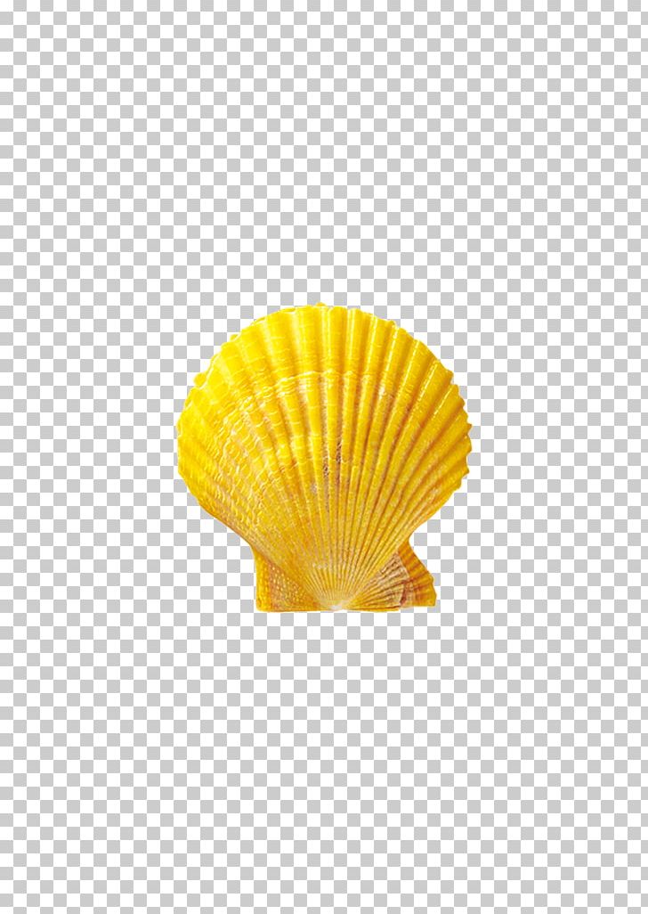 Seashell Conchology Material PNG, Clipart, Conch, Conchology, Egg Shell, Material, Nature Free PNG Download