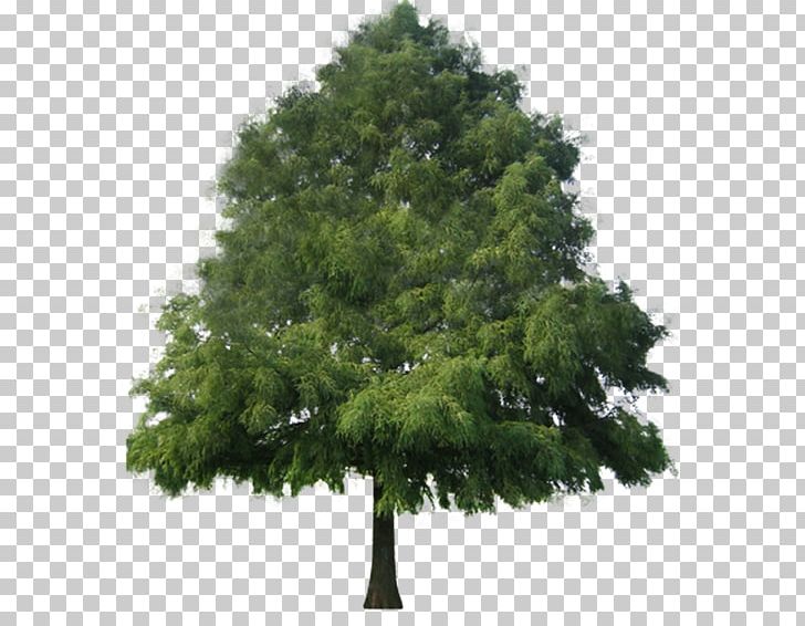Tree PNG, Clipart, Adobe, Attempt, Bald, Bald Cypress, Biome Free PNG Download