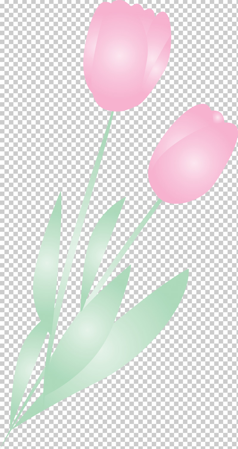 Tulip Pink Balloon Flower Plant PNG, Clipart, Balloon, Flower, Lily Family, Petal, Pink Free PNG Download