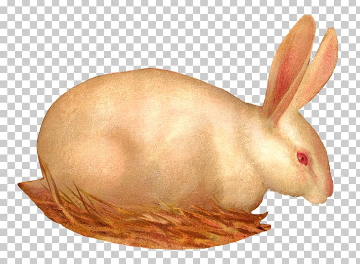 Domestic Rabbit Hare Whiskers Snout PNG, Clipart, Animals, Digital, Domestic Rabbit, Easter, Easter Rabbit Free PNG Download