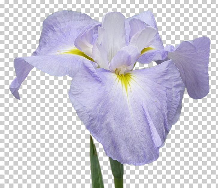 Orris Root Cut Flowers Petal PNG, Clipart, Cut Flowers, Flower, Flowering Plant, Iris, Iris Family Free PNG Download