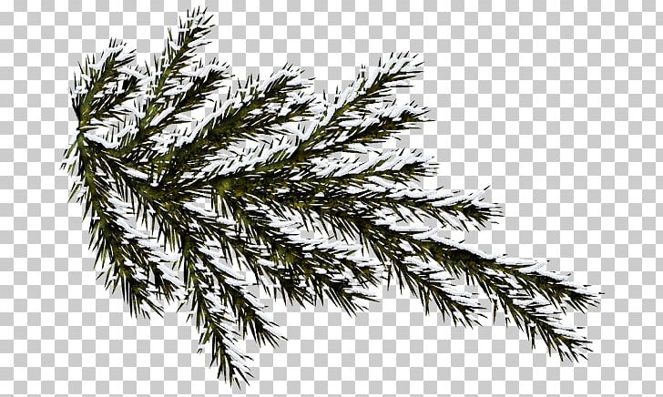 Spruce Nordmann Fir Branch Plant Tree PNG, Clipart, Bee, Branch, Branch Plant, Conifer, Cypress Family Free PNG Download