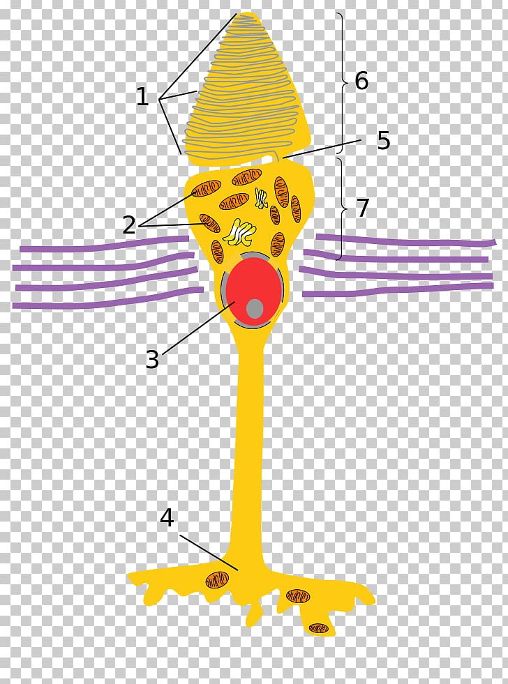 Light Cone Cell Photoreceptor Cell Rod Cell Retina PNG, Clipart, Area, Art, Artwork, Beak, Cell Free PNG Download