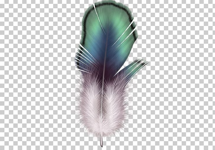 Eagle Feather Law Computer Icons PNG, Clipart, Animals, Computer Icons, Digital Image, Download, Eagle Feather Law Free PNG Download