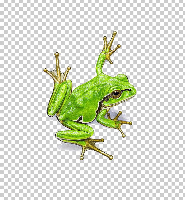 Frog Watercolor Painting PNG, Clipart, Animals, Button, Drawing, Elements, Free Free PNG Download