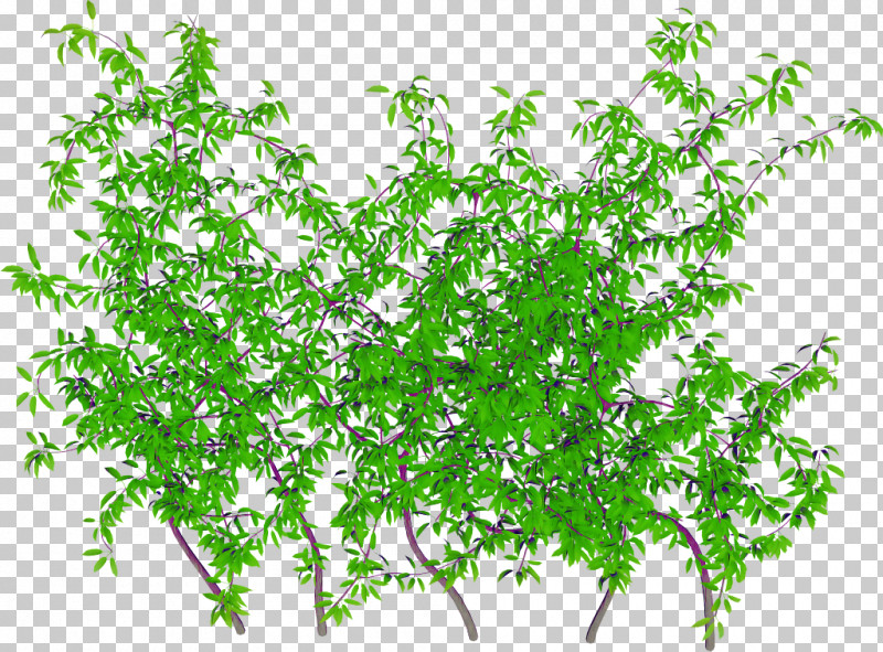 Ivy PNG, Clipart, Branch, Flower, Garden, Groundcover, Herbaceous Plant Free PNG Download