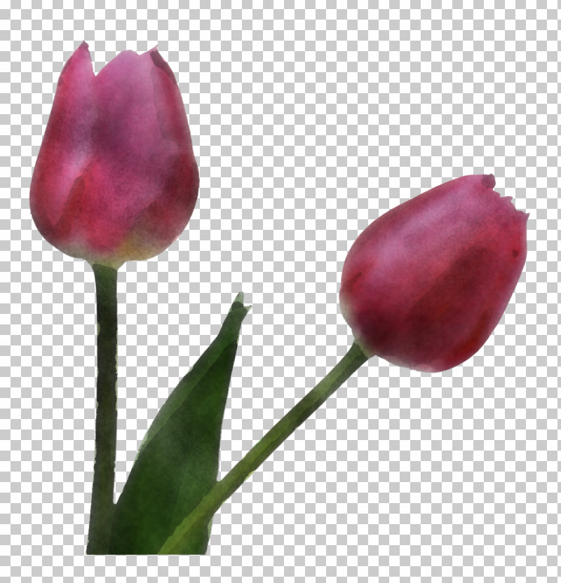 Flower Tulipa Humilis Tulip Bud Plant PNG, Clipart, Bud, Flower, Lily Family, Magenta, Pedicel Free PNG Download