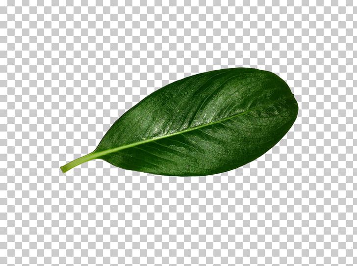 Leaf PNG, Clipart, Leaf, Plant Free PNG Download